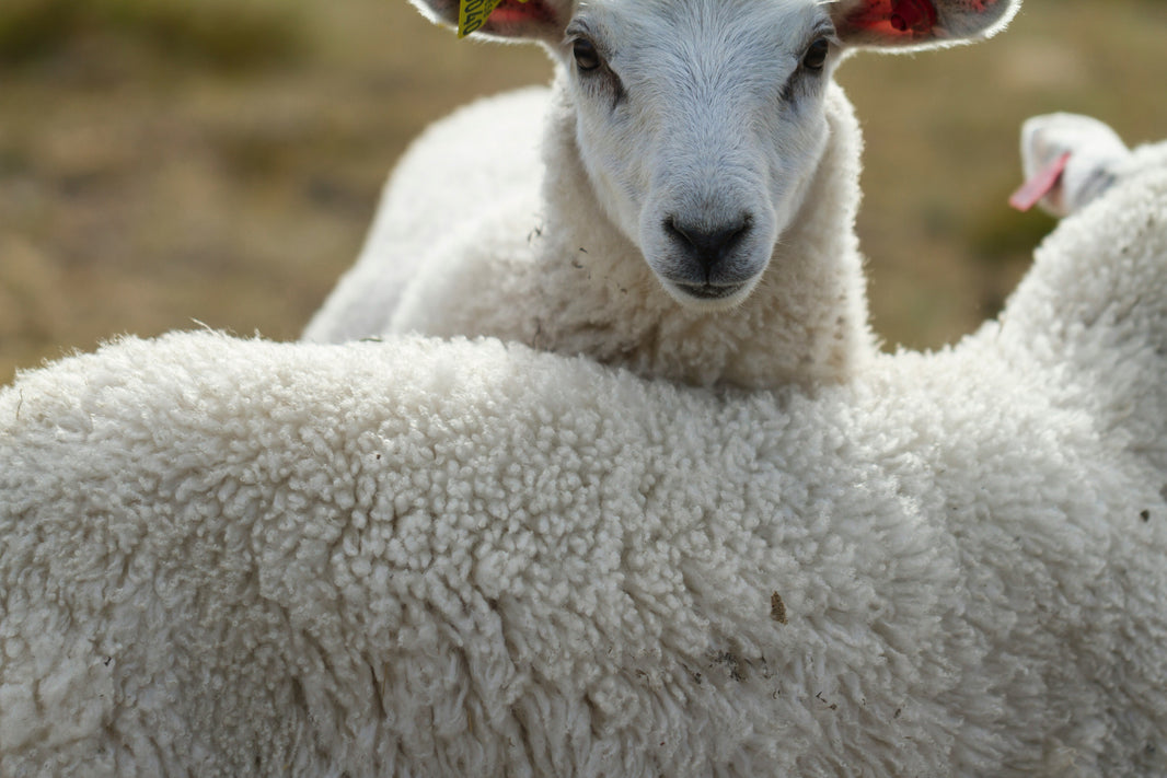 A Lã MERINO